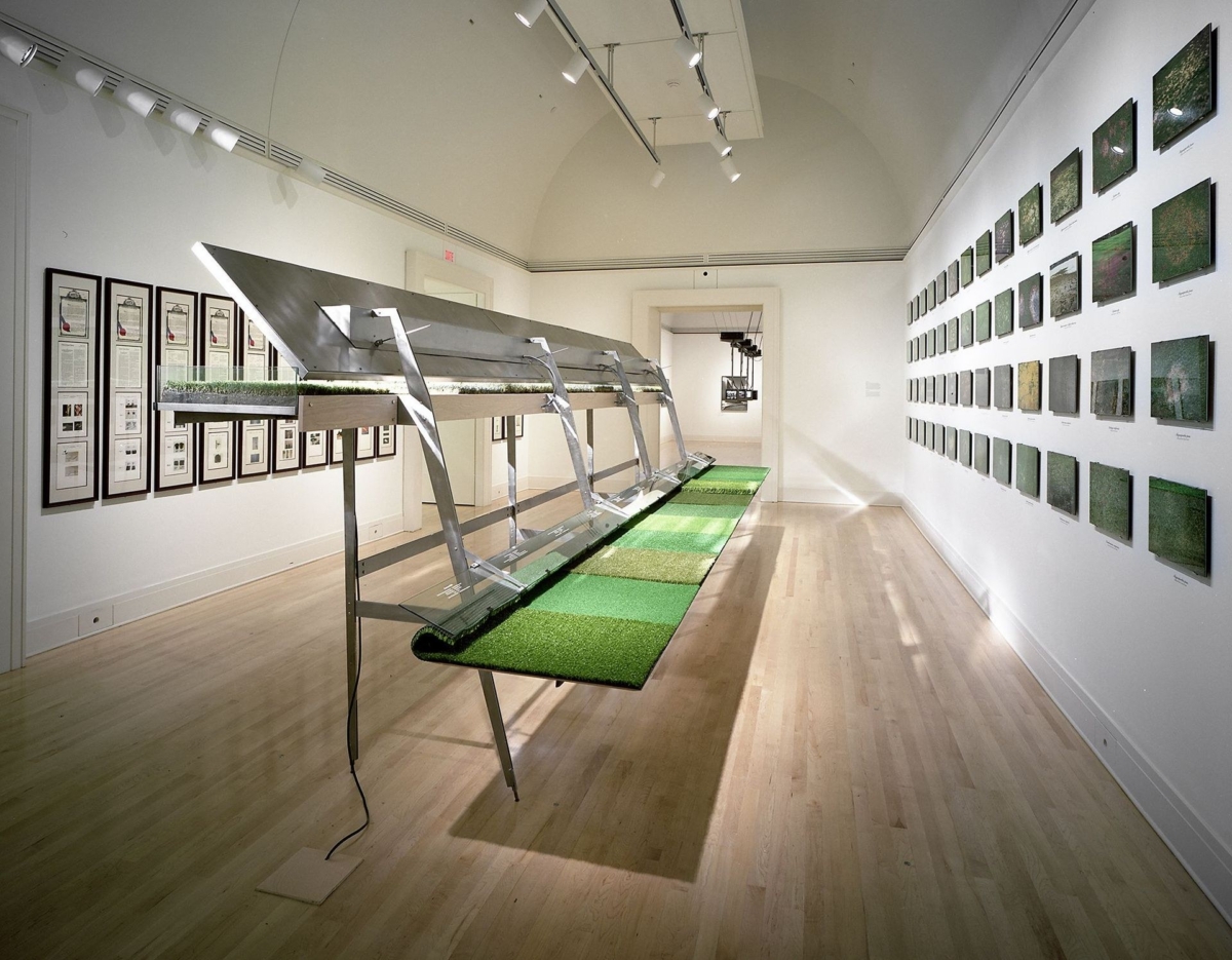 American Lawn